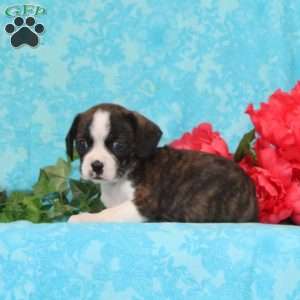 Mocha, Boston Terrier Mix Puppy